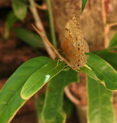 Cirrochroa tyche mithila