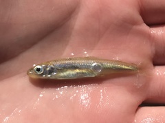 Notropis amabilis