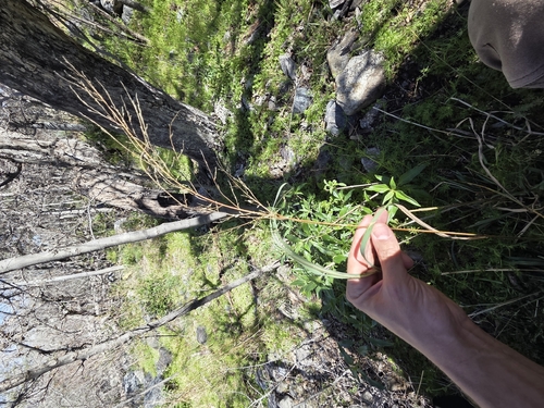Mexican panicgrass