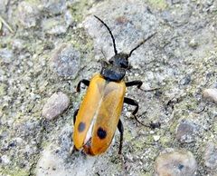 Apalus bimaculatus