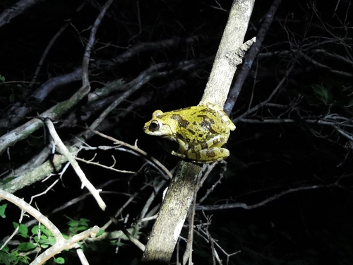 Kirindy Bright-eyed Frog, Boophis xerophilus