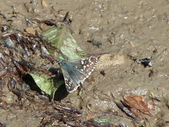 Pyrgus sidae