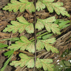 Asplenium praemorsum