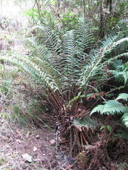 Polystichum distans