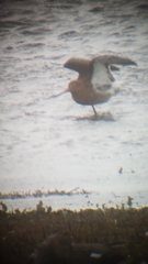 Limosa limosa islandica