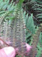 Polystichum distans