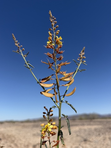 Wand Holdback (Hoffmannseggia microphylla)