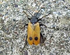 Apalus bimaculatus
