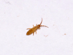 Collembola