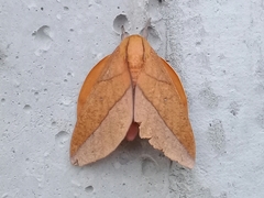 Adeloneivaia