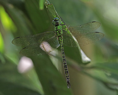 Coryphaeschna adnexa