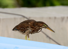 Butorides striata rhizophorae