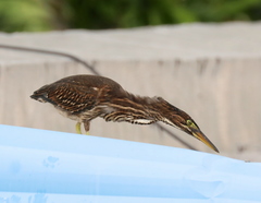 Butorides striata rhizophorae