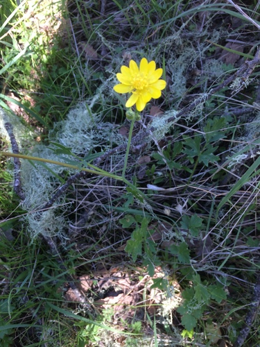 iNaturalist observation photo of California buttercup