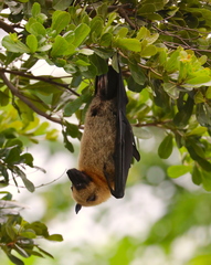 Pteropus seychellensis comorensis