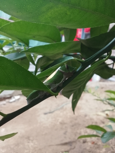 Citrus Swallowtail