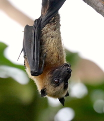 Pteropus seychellensis comorensis