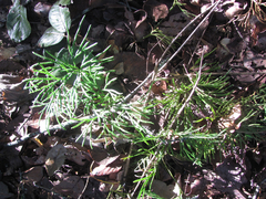 Diphasiastrum thyoides