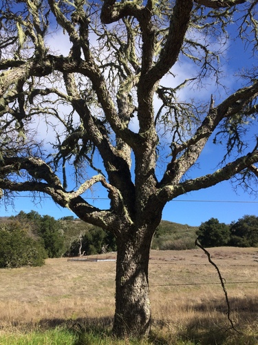 iNaturalist observation photo of Dumosae
