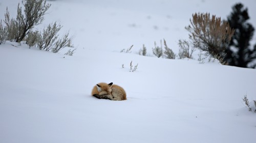 Red Fox photographed in Wyoming