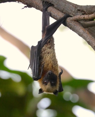 Pteropus seychellensis comorensis