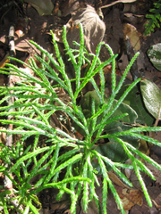 Diphasiastrum thyoides