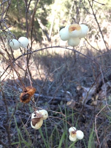 iNaturalist observation photo of Common Snowberry