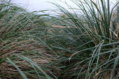 Poa flabellata