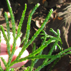 Diphasiastrum thyoides