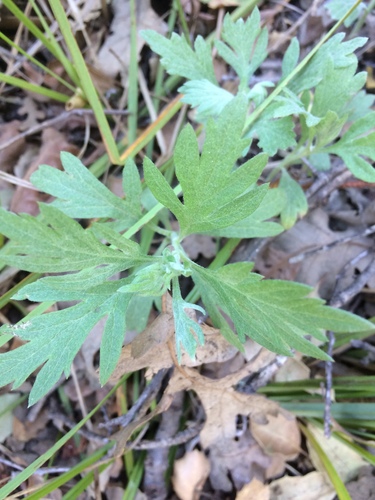 iNaturalist observation photo of California mugwort