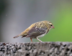 Foudia madagascariensis