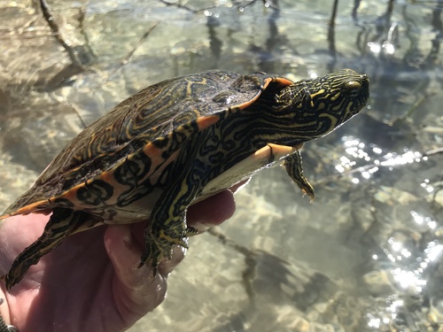 Texas River Cooter, Pseudemys texana