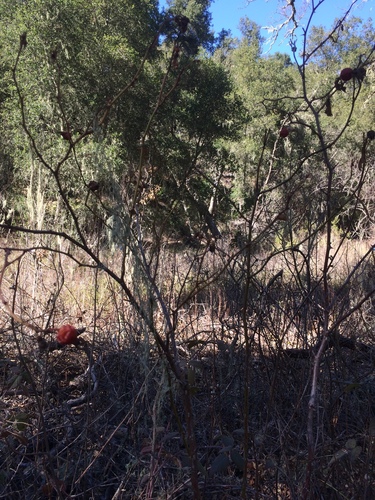 iNaturalist observation photo of California Wild Rose