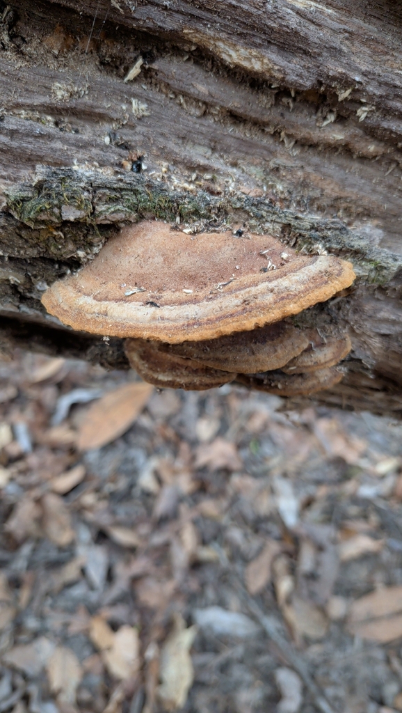 Fuscoporia gilva · March 2026 · photo: © dwilkins (iNaturalist, cc-by)
