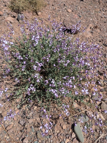 Violet Cabbage