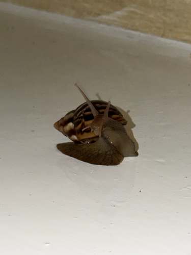 Lissachatina fulica