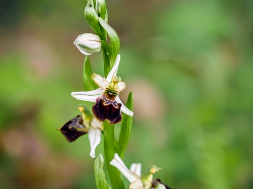 Ophrys × arachnitiformis, photograph 6