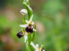 Ophrys × arachnitiformis, photograph Davide Puddu, CC BY, iNaturalist via GBIF
