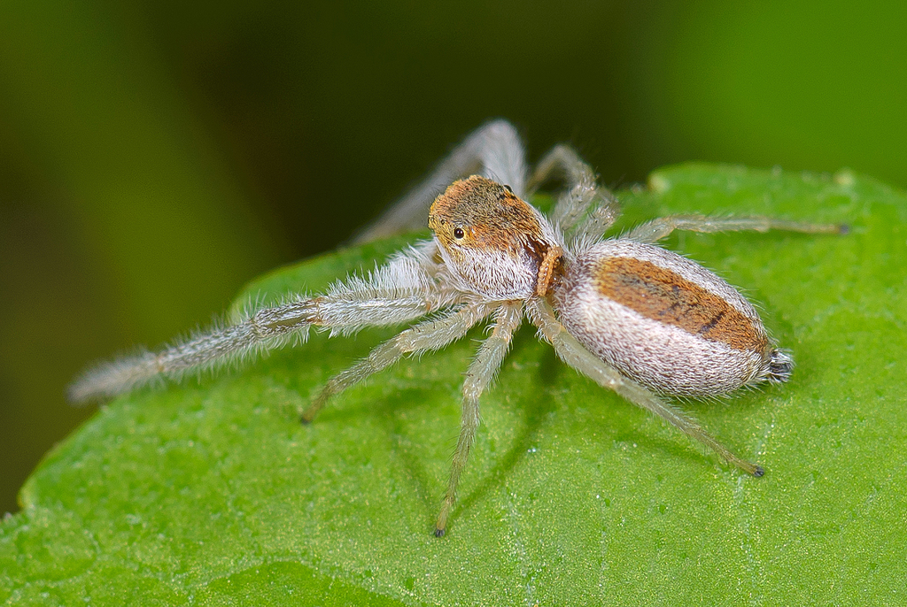 White-jawed Jumping Spider (Putnam County Site Observations - non ...