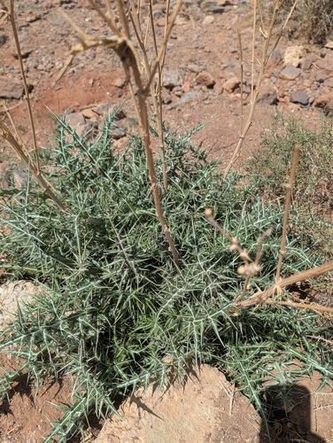 Echinops spinosissimus spinosus