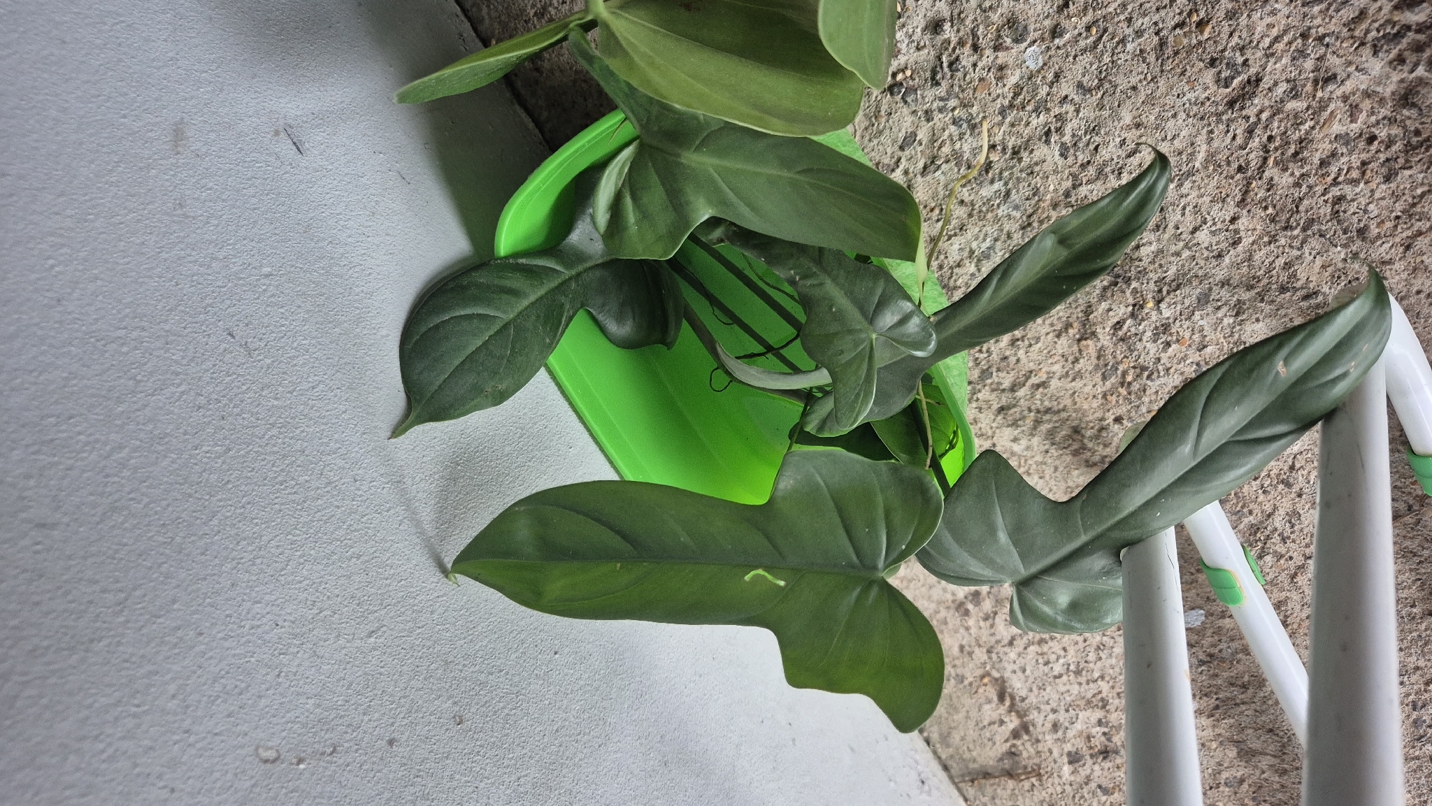 Philodendron bipennifolium
