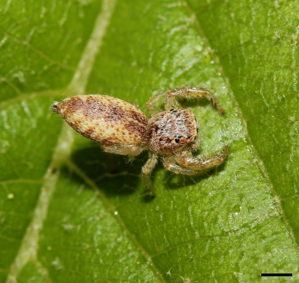 White-jawed Jumping Spider (Putnam County Site Observations - non 