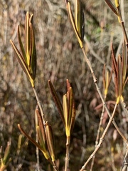 Kalmia microphylla