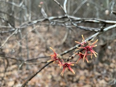 Hamamelis ovalis