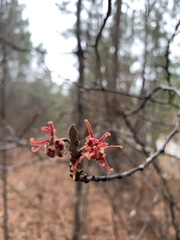 Hamamelis ovalis