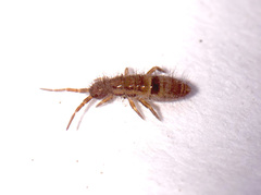 Orchesella cincta