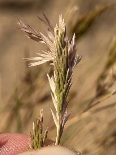 Schismus arabicus observed 2026-03-11