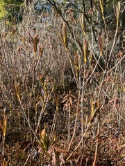 Kalmia microphylla