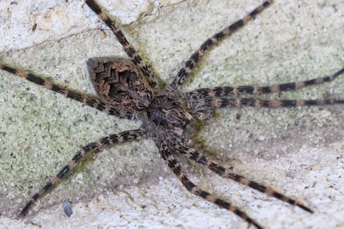 Dark Fishing Spider (Putnam County Site Observations - non-Insect ...