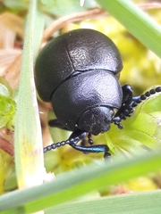 Timarcha goettingensis